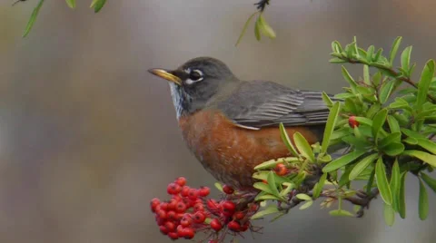 American Robin Stock Footage 35194033