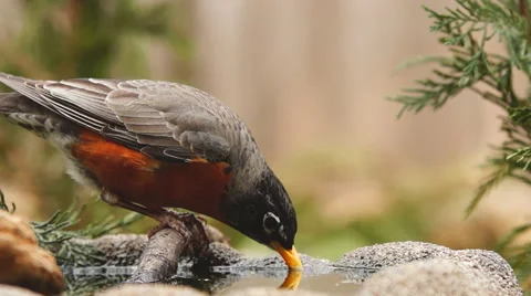 American Robin Video stock 47125594