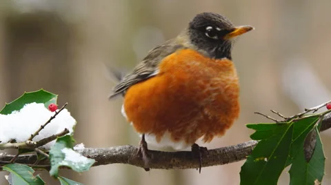 American Robin Stock Footage 59538088
