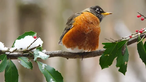 American Robin Stock-Footage 59538963