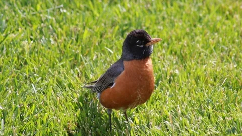 American robin Stock-Footage 91197420