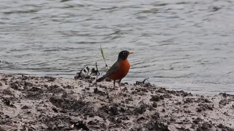 American Robin Stock Footage 243683760