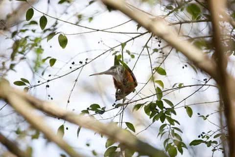 American Robin Foraging Stock Photos