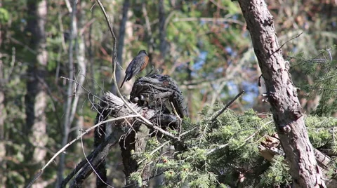 American Robin in the Forest Video stock 62413023