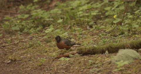 American Robin grabs a Worm and Eats it Stock Footage 152863510