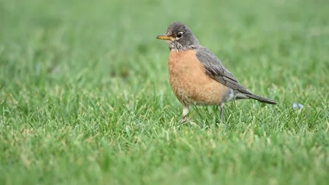 American Robin Hunting Stock Footage 158192129