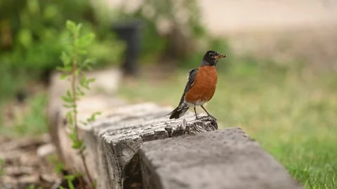 American Robin Jumping Stock Footage 158192071