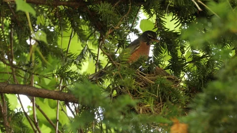 American robin at the nest Stock Footage 201309194