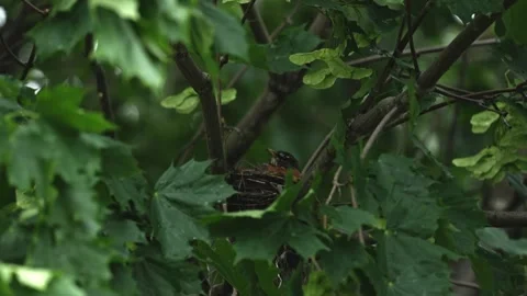 American Robin Nesting in Tree Among Swaying Leaves Stock Footage 340288419