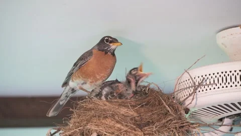 American Robin parent watching over nestlings in nest. Video stock 280727627