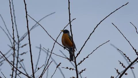 American Robin Perched on Bare Spring Branches in Tommy Thompson Park, Canada Stock Photos