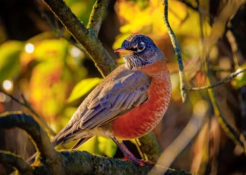 An American Robin is perched on a branch in a tree Stock Photos