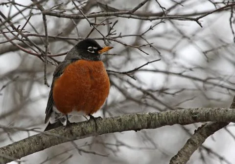 American Robin Perched Stock Photos