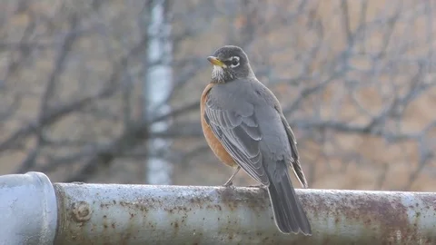 American Robin Perched On a Pole Video stock 75654589