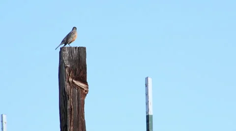 American Robin Perched on a Post Video stock 62282053