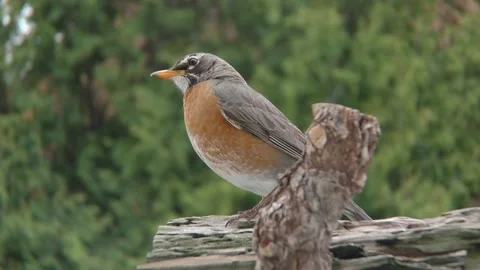 American Robin perched ready for flight Stock Footage 156038202
