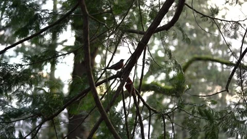 American Robin perched on tree branch on windy day in PNW Stock Footage 318624169