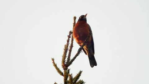 American Robin Perched in a Tree Stock Footage 273367081