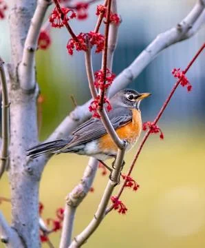 American Robin Perched in Winter Setting Stock Photos