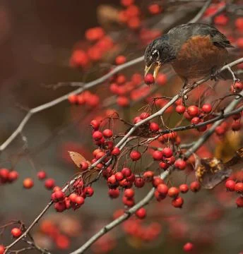 American Robin Perched in Winter Setting Stock Photos
