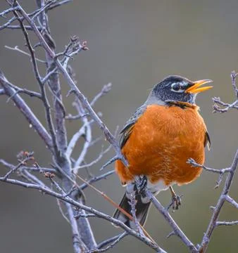 American Robin Perched in Winter Setting Stock Photos