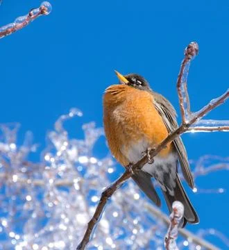 American Robin Perched in Winter Setting Stock Photos