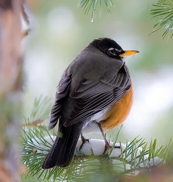 American Robin Perched in Winter Setting Stock Photos