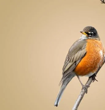 American Robin Perched in Winter Setting Stock Photos