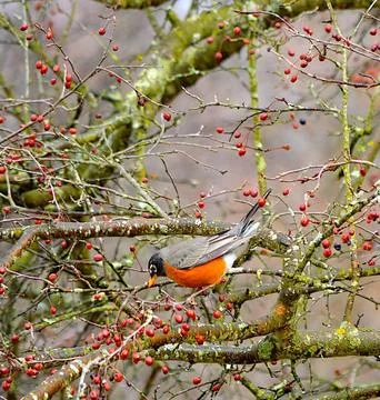 American Robin Perched in Winter Setting Stock Photos