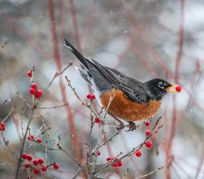 American Robin Perched in Winter Setting Stock Photos