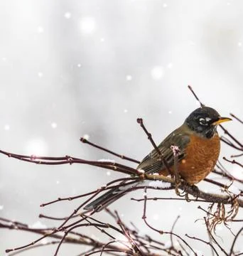 American Robin Perched in Winter Setting Stock Photos
