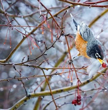 American Robin Perched in Winter Setting Stock Photos
