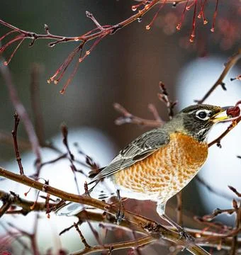 American Robin Perched in Winter Setting Stock Photos