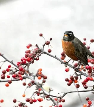 American Robin Perched in Winter Setting Stock Photos