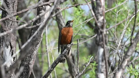 American Robin perching on a tree branch Stock Footage 154611659