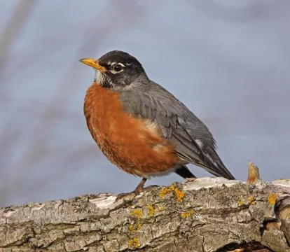 American Robin Stock Photos