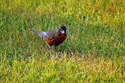 American robin Stock Photos