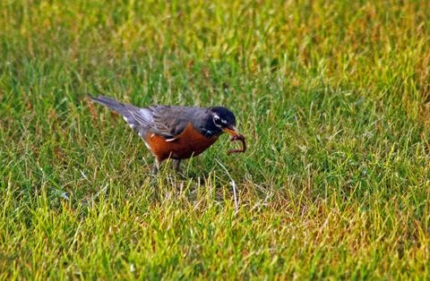 American robin Stock Photos