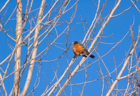 American robin Stock Photos