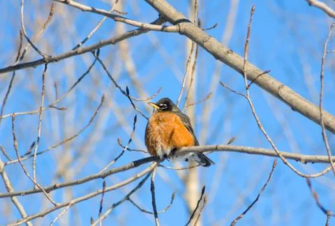 American robin Stock Photos