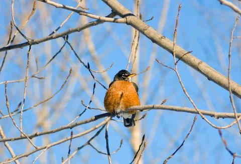 American robin Stock Photos