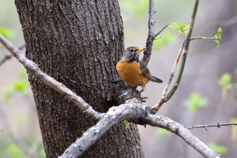 American robin Stock Photos