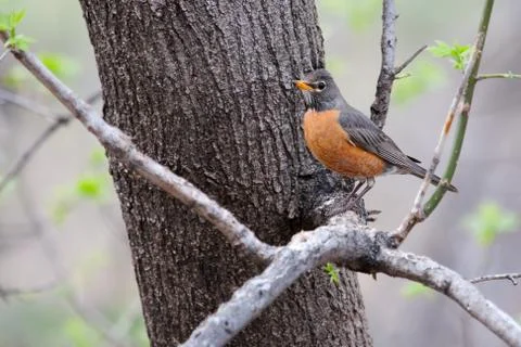 American robin Stock Photos