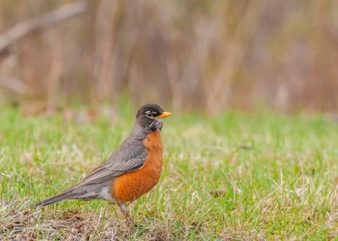 American robin Stock Photos