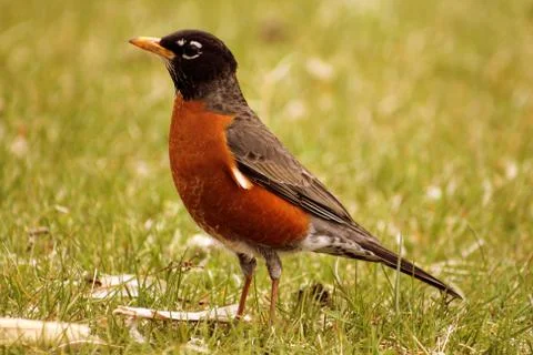 American Robin Stock Photos