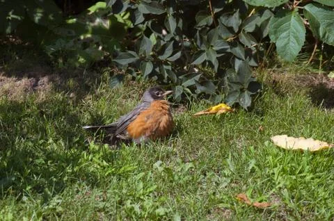 American robin Stock Photos