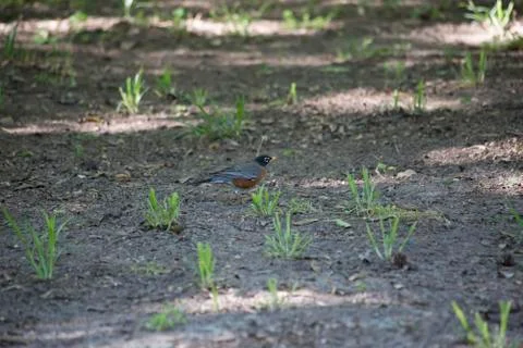 American Robin Stock Photos