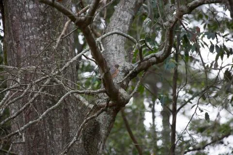 American Robin Stock Photos