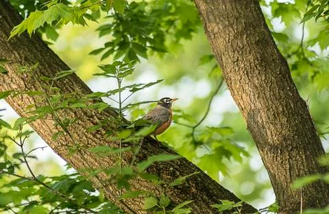 American Robin Stock Photos