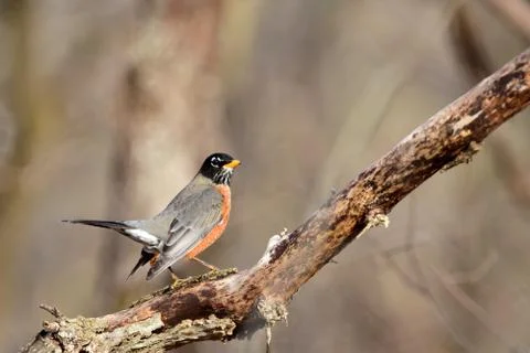 American robin Stock-Fotos